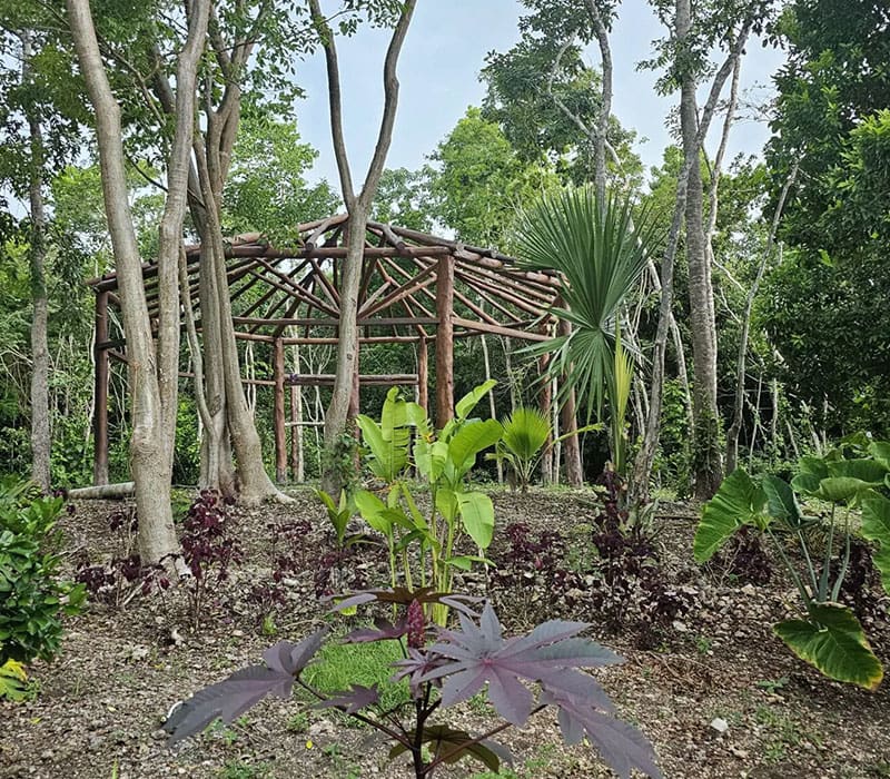 A forest with trees and plants in the foreground