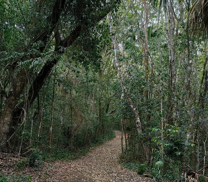 A trail in the woods with many trees