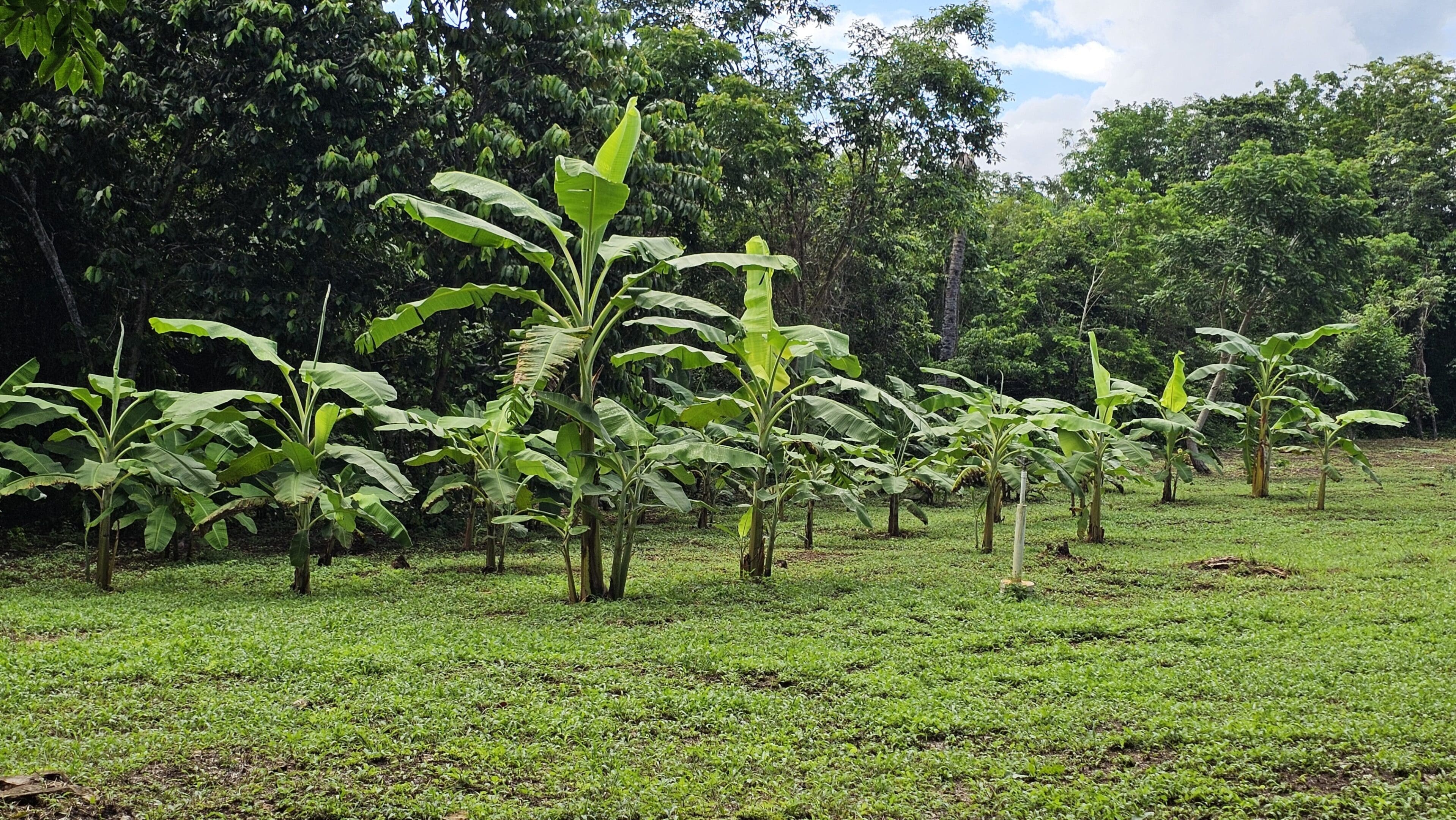 A field with many trees and bushes in it