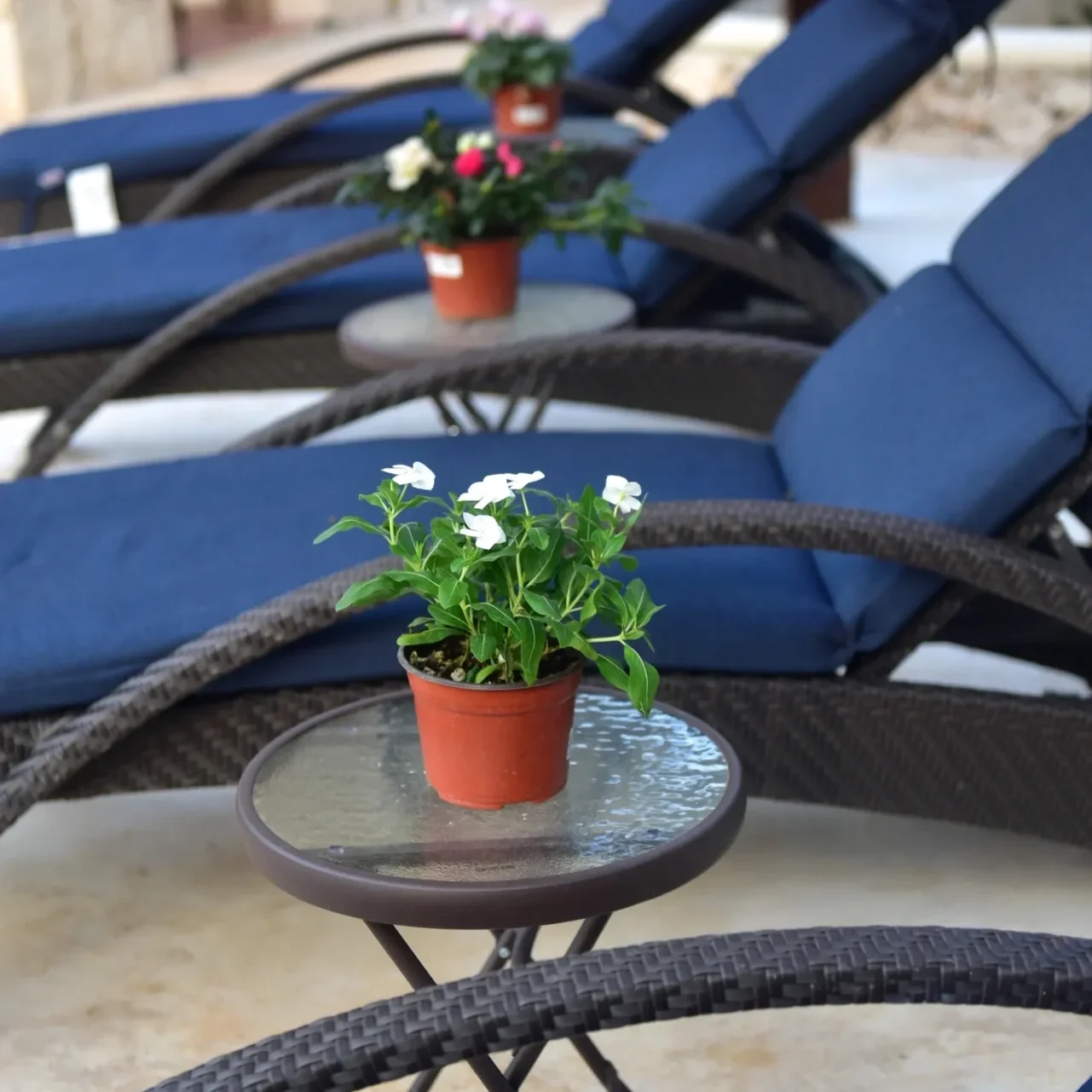 A close up of some chairs and tables with plants