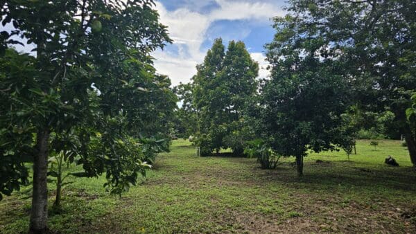 A field with many trees and grass