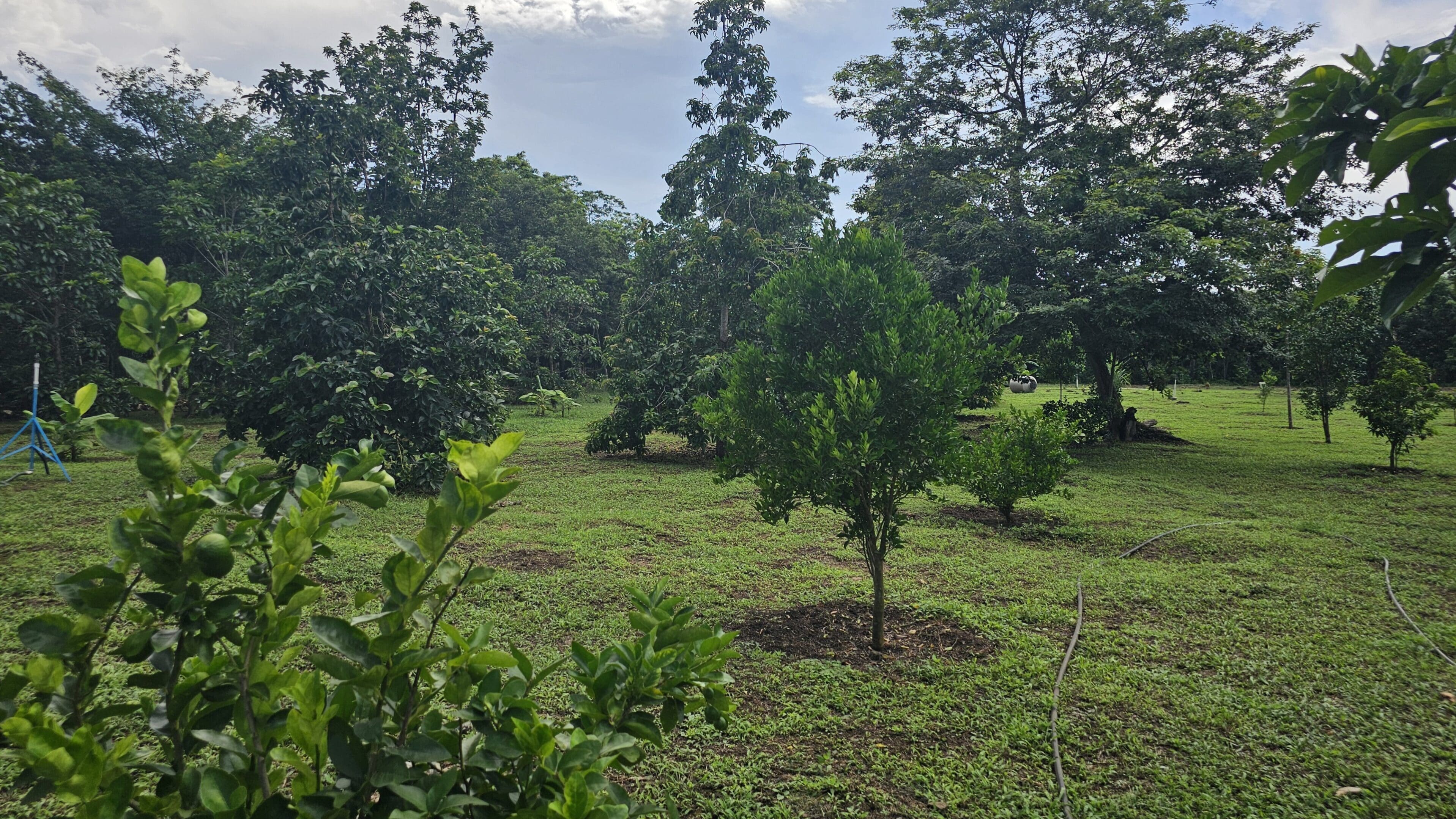 A field with trees and bushes in it