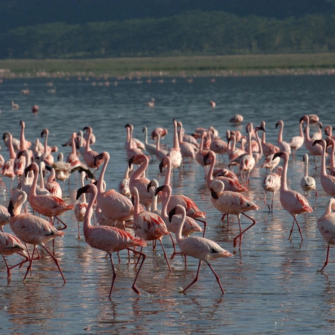 A flock of flamingos in the water.