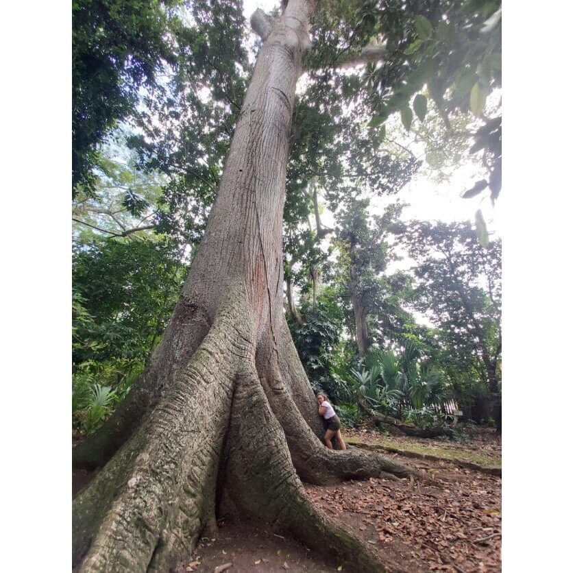 A large tree with a big root system