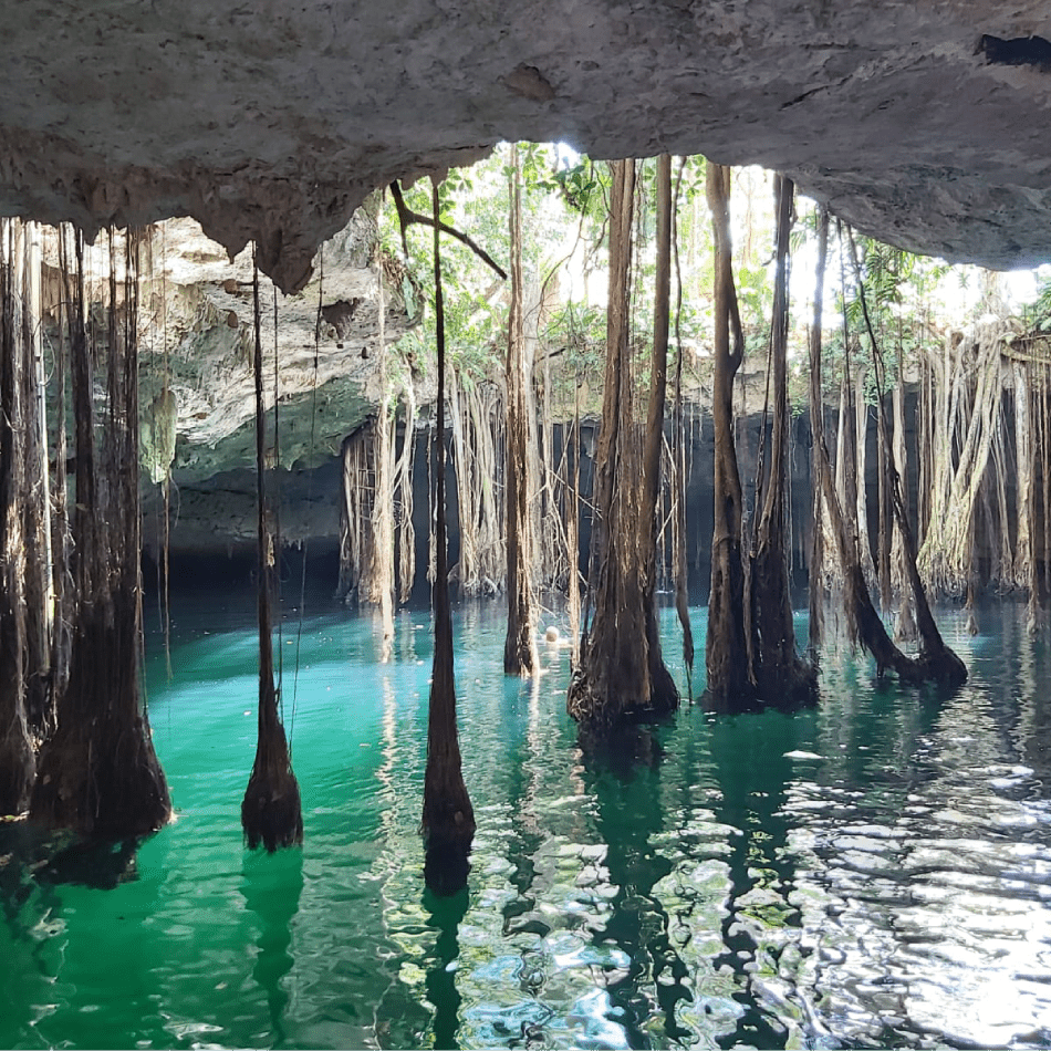 A cave with trees and water in it